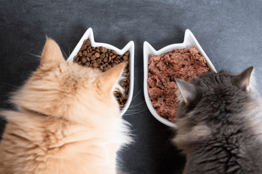 Katzenfutter Ernährung