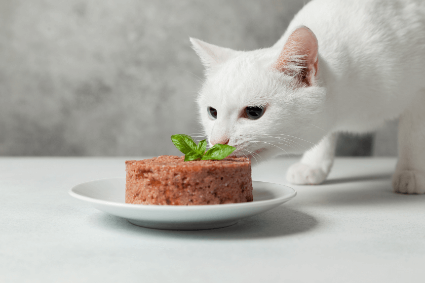 Katzenfutter Ani