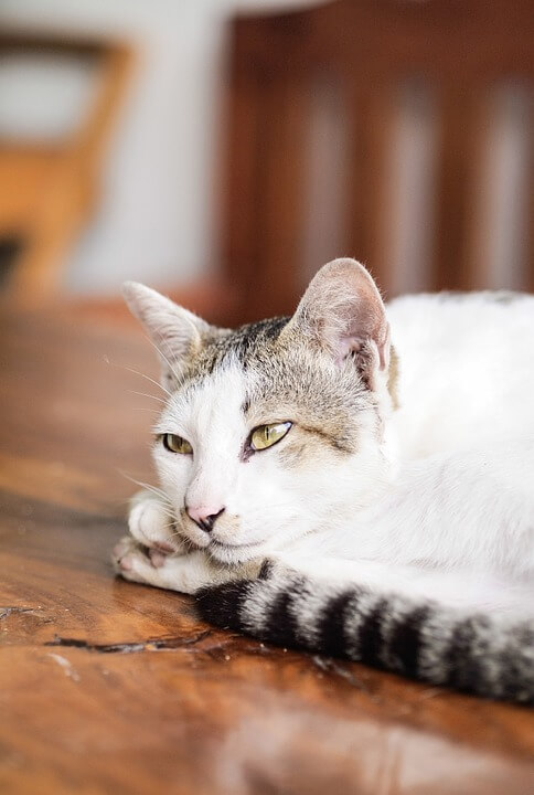 Katze schaut aufmerksam in die Kamera