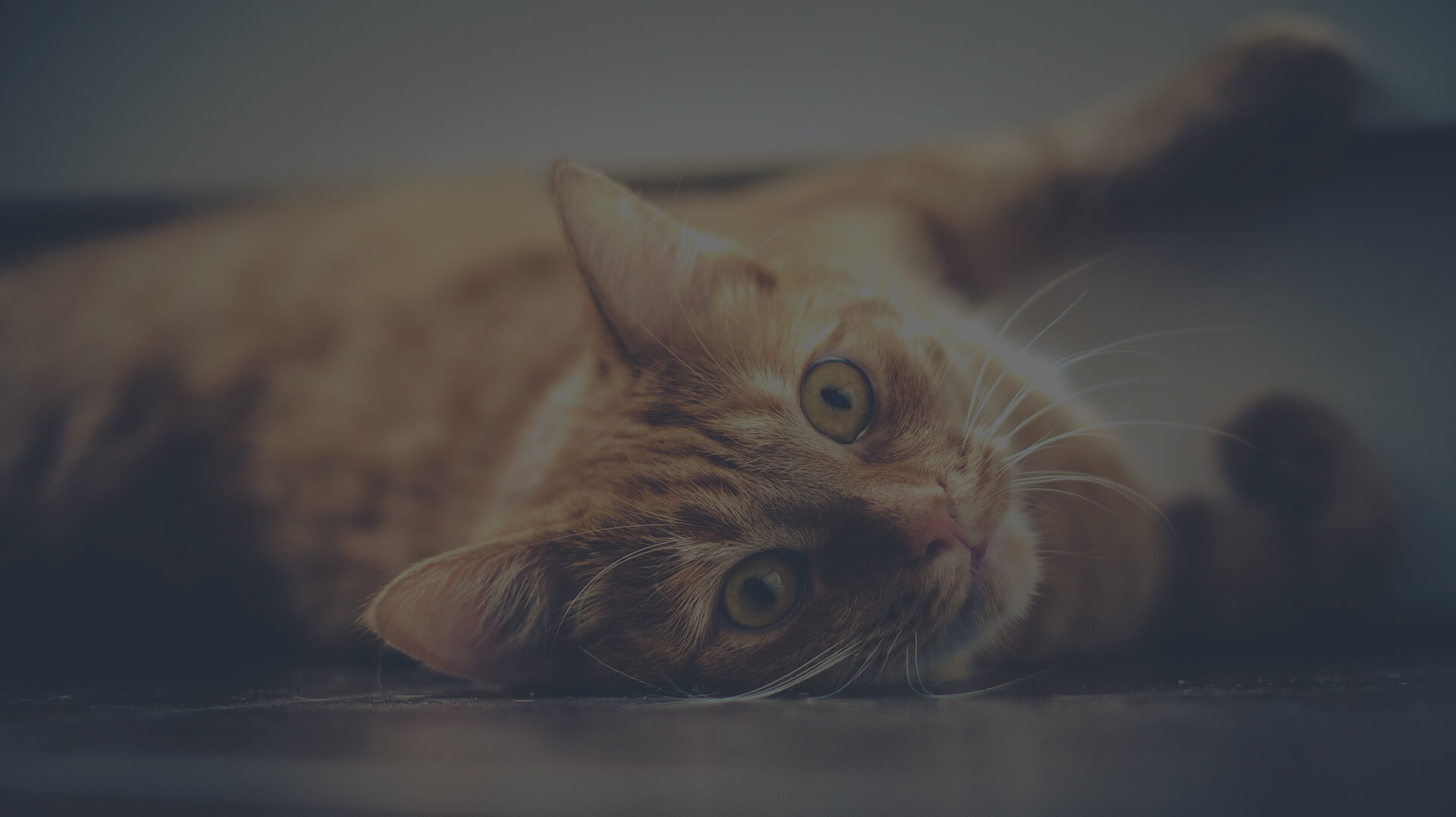 Entspannte Katze als freundliches Titelbild