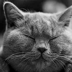 Katze als freundliches Bild im Rassenratgeber