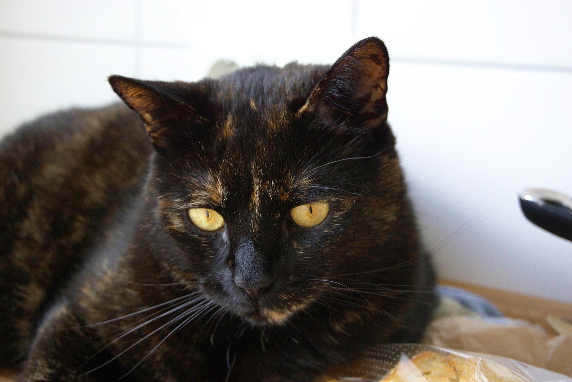 Katze bei der Kontrolle von Augen und Ohren