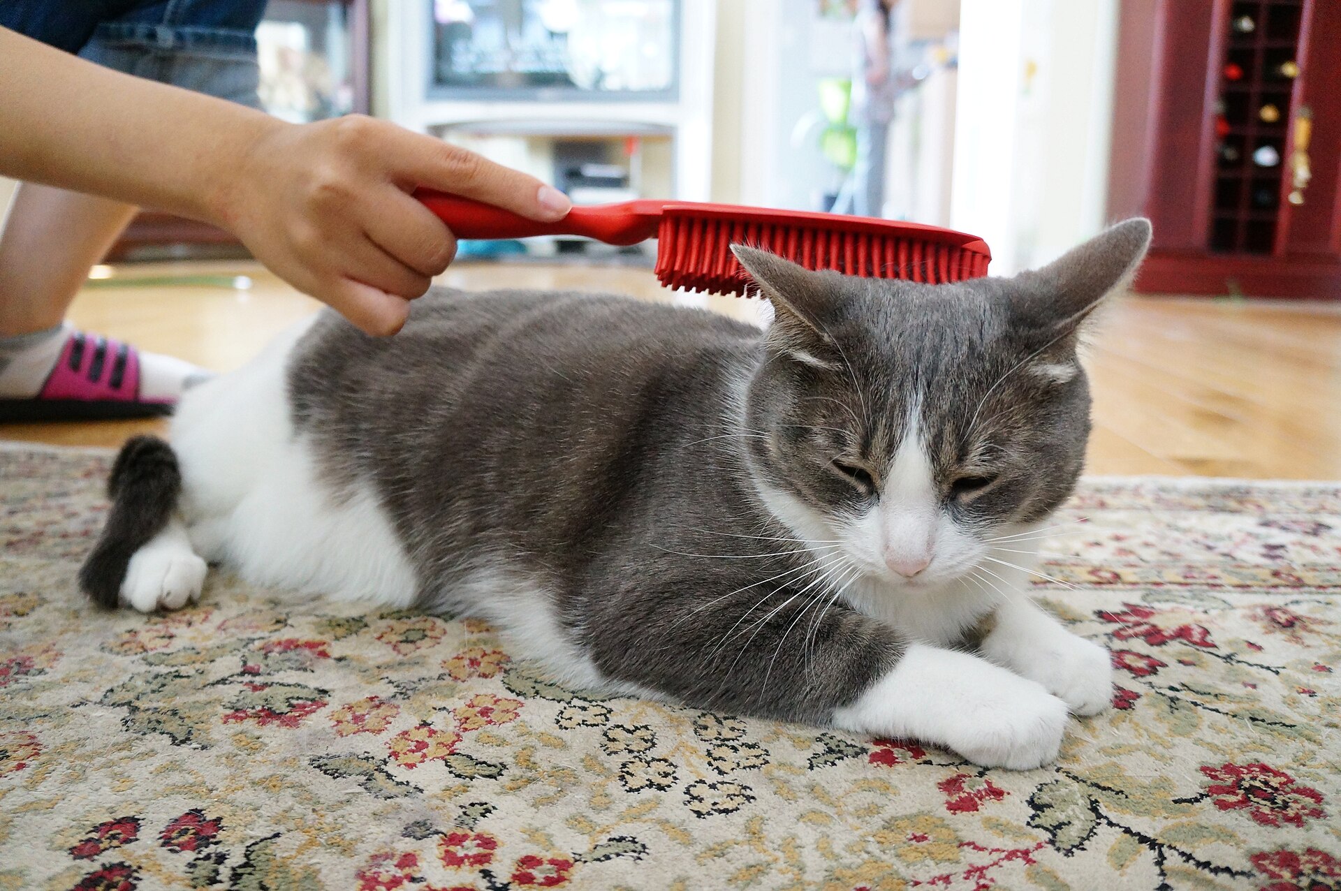 Katze wird ruhig und vorsichtig gebürstet