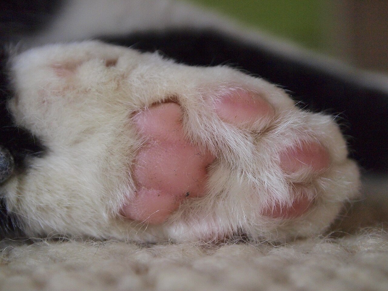Helle Katzenpfote mit gut sichtbaren Ballen